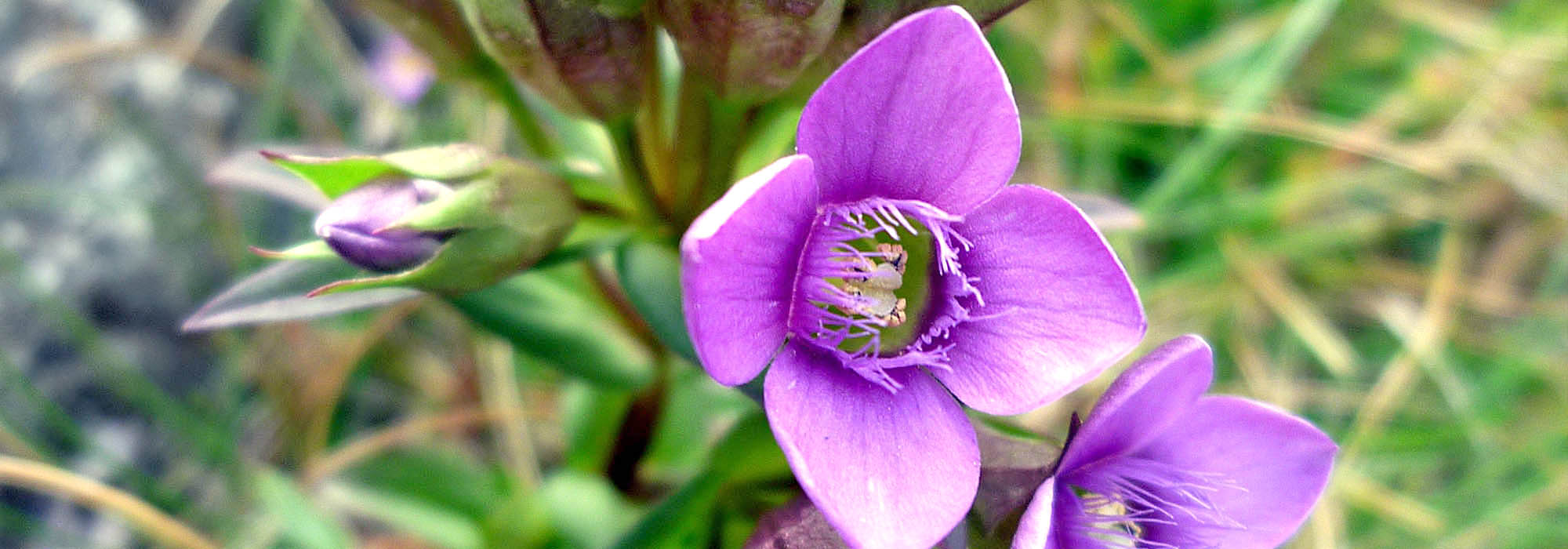 slide101-gentian 11_RGB